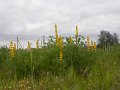 DSCN3186