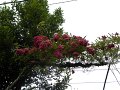 DSCN4565